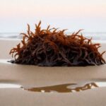 Sea Moss benefits