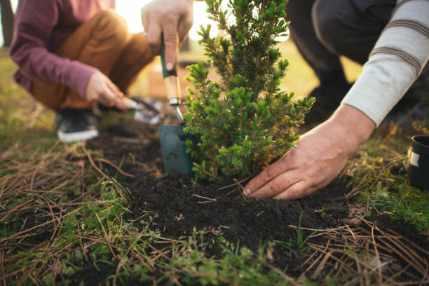 Tree Planting: Direct to Developing a Greener Future